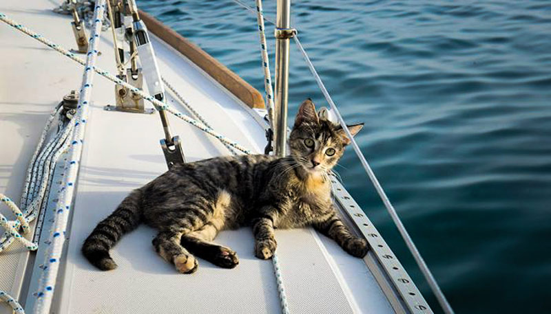 Lee más sobre el artículo ¿SABÍAS QUÉ? Un gato fue el único tripulante de un barco que encalló en Bergantiños