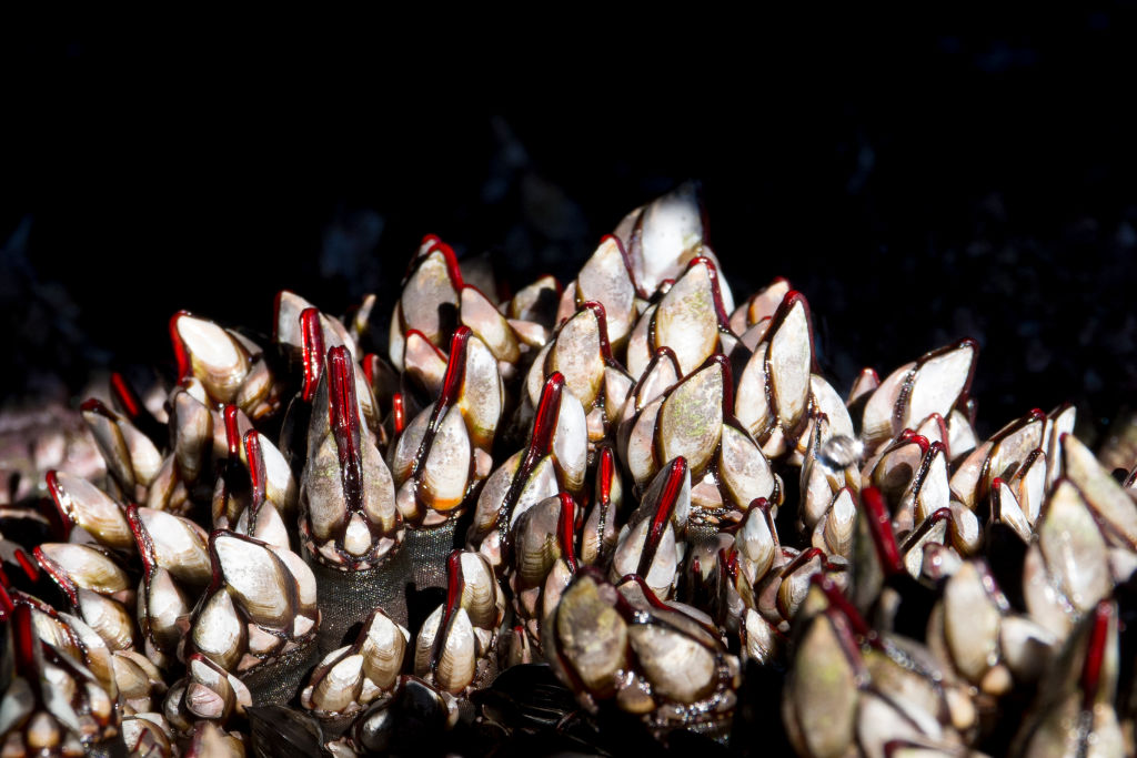 Read more about the article DID YOU KNOW? Barnacles are hermaphrodites